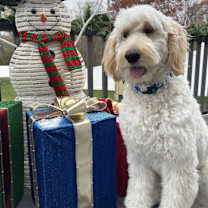 Thumbnail photo of Milo #1