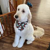 Thumbnail photo of Milo #2