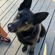 Thumbnail photo of Rachel (CAT FRIENDLY!!) #1