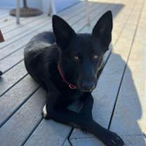 Thumbnail photo of Rachel (CAT FRIENDLY!!) #3