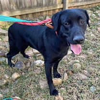 Thumbnail photo of Rhett Butler #2