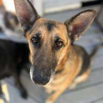 Thumbnail photo of Sebastian (CAT FRIENDLY!!) #1