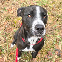 Thumbnail photo of Octavia #1