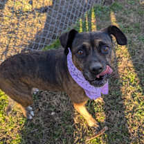 Thumbnail photo of Sandalwood #4