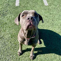 Thumbnail photo of Bluey Ann #3