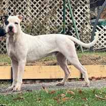 Thumbnail photo of Cashmere #2