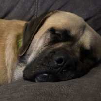 Thumbnail photo of Bowser #1