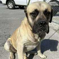 Thumbnail photo of Bowser #2