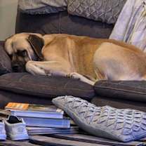 Thumbnail photo of Bowser #3