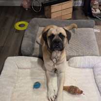 Thumbnail photo of Bowser #4