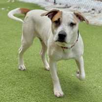 Thumbnail photo of Rocko #1