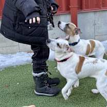 Thumbnail photo of Rocko #4