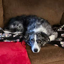 Thumbnail photo of Pepper #1