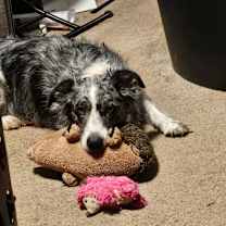 Thumbnail photo of Pepper #2