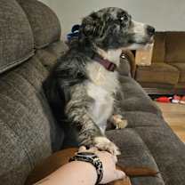 Thumbnail photo of Pepper #3