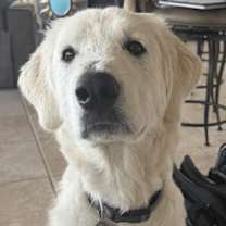 Thumbnail photo of Lilianna HTX #1