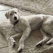 Thumbnail photo of Lilianna HTX #3