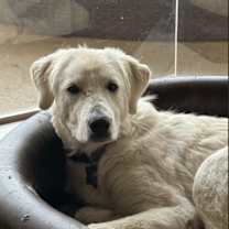 Thumbnail photo of Lilianna HTX #4