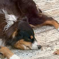 Thumbnail photo of Peanut #1