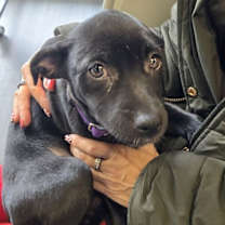 Thumbnail photo of Heidy #3