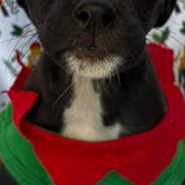 Thumbnail photo of Heidy #4