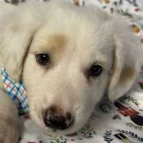 Thumbnail photo of Harry #1