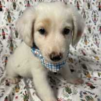 Thumbnail photo of Harry #2