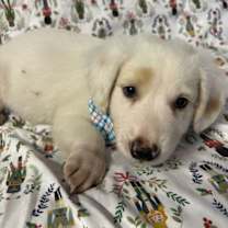 Thumbnail photo of Harry #3