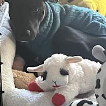 Thumbnail photo of Georgia #1