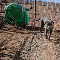 Thumbnail photo of Ringo #2