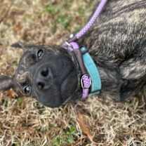 Thumbnail photo of Dew Drop #2