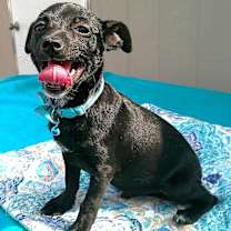 Thumbnail photo of ROCKY #4