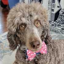 Thumbnail photo of Whisper #1