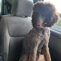 Thumbnail photo of Whisper #2