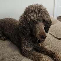 Thumbnail photo of Whisper #3