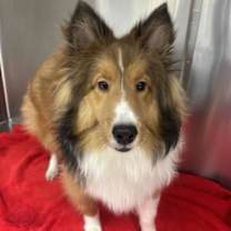 Thumbnail photo of Java #2