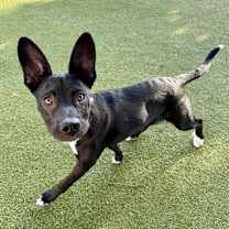 Thumbnail photo of Jingle #2