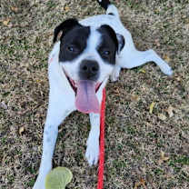 Thumbnail photo of Oreo Cookie #2