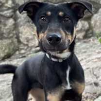 Thumbnail photo of Sherman #2