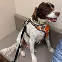 Thumbnail photo of Bowie #1