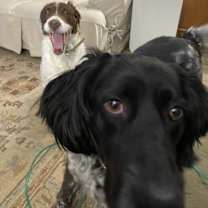 Thumbnail photo of Bowie #2