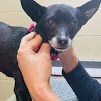 Thumbnail photo of Presley {COMING SOON} #2