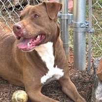 Thumbnail photo of Choc #2