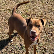 Thumbnail photo of Choc #3