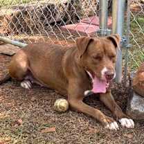 Thumbnail photo of Choc #4