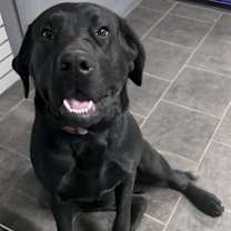 Thumbnail photo of Buck #1