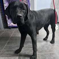 Thumbnail photo of Buck #2