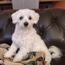 Thumbnail photo of Bennett #1