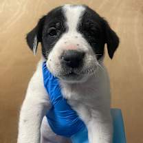 Thumbnail photo of Stella Peaches (Joan of Arc J2) #2