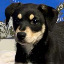 Thumbnail photo of HOLLY #1